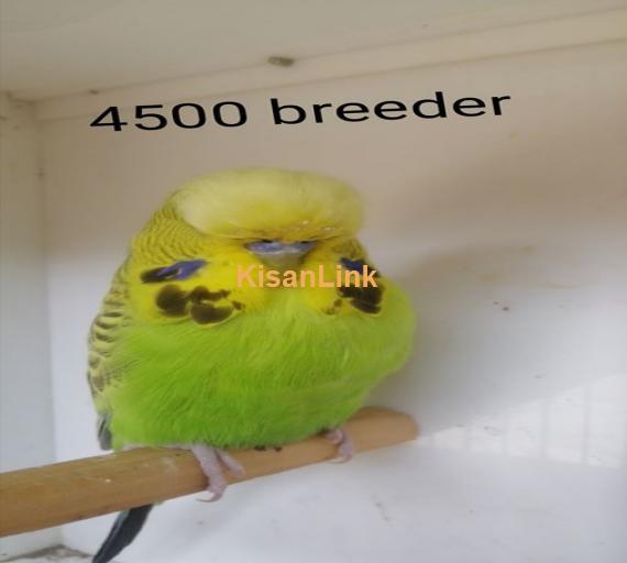 Parrot For Sale