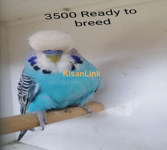 Parrot For Sale