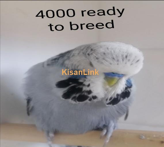 Parrot For Sale