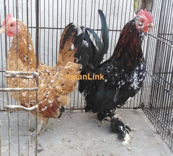 Hens For Sale