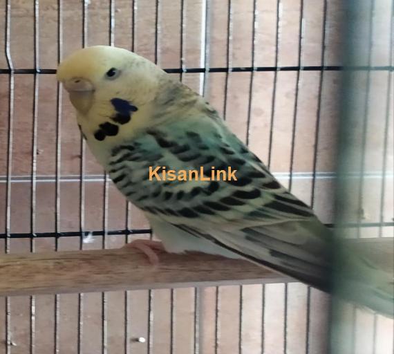 Parrot For Sale
