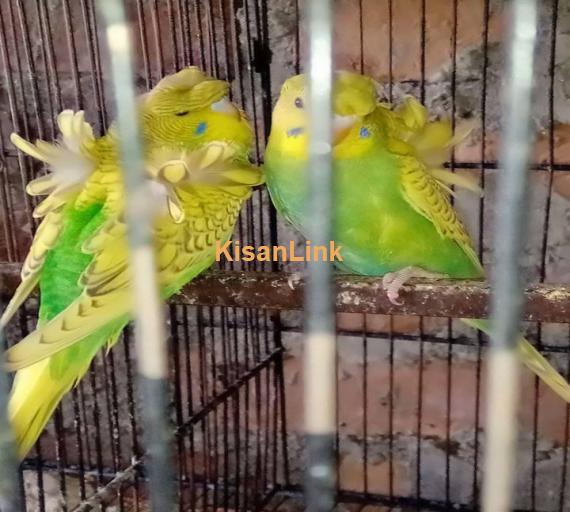 Parrot For Sale
