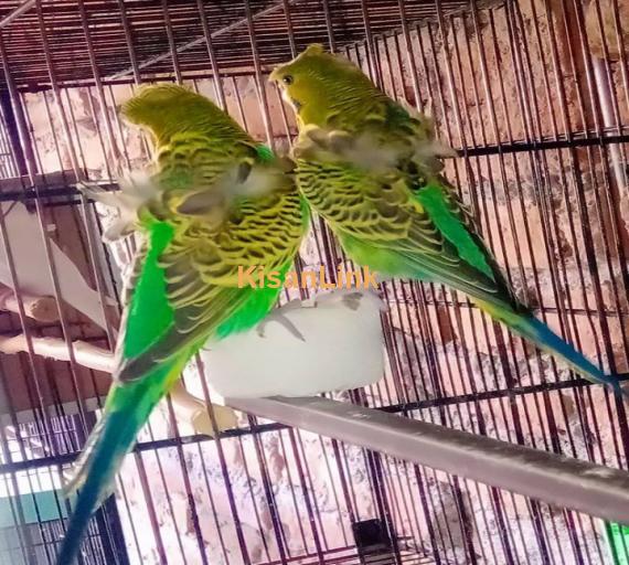 Parrot For Sale