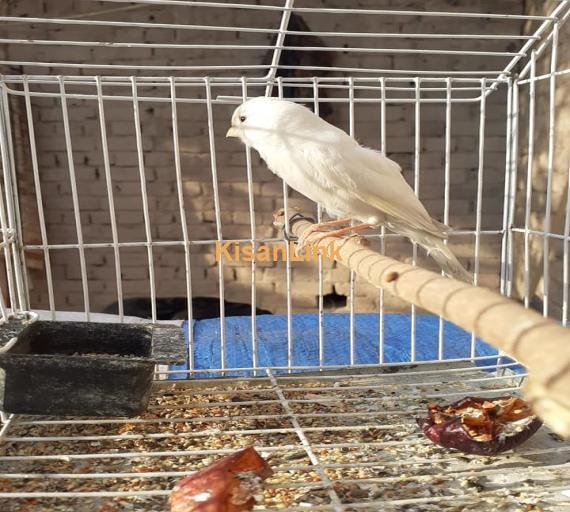 Parrot For Sale
