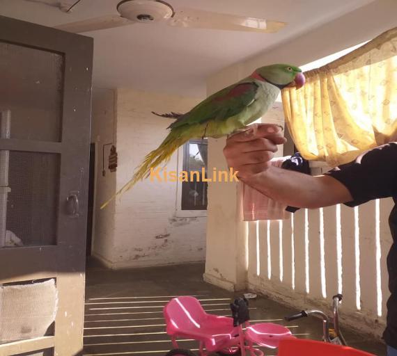 Parrot For Sale