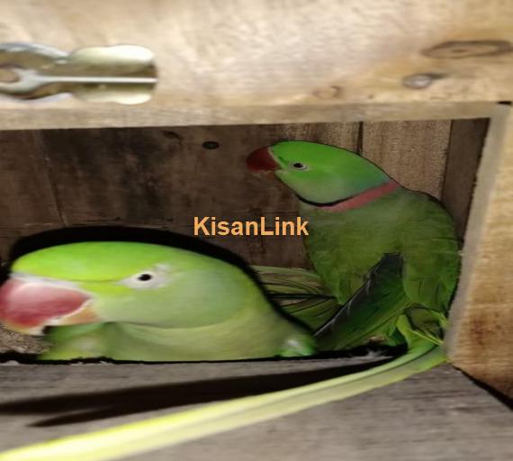 Parrot For Sale