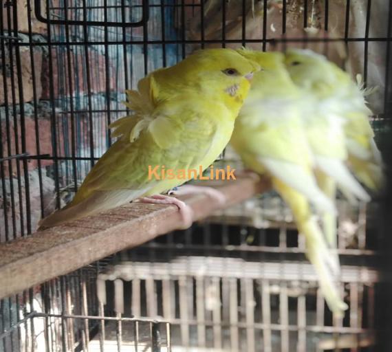 Parrot For Sale