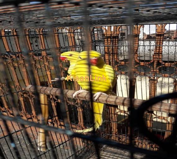 Parrot For Sale