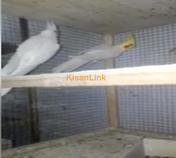 Parrot For Sale