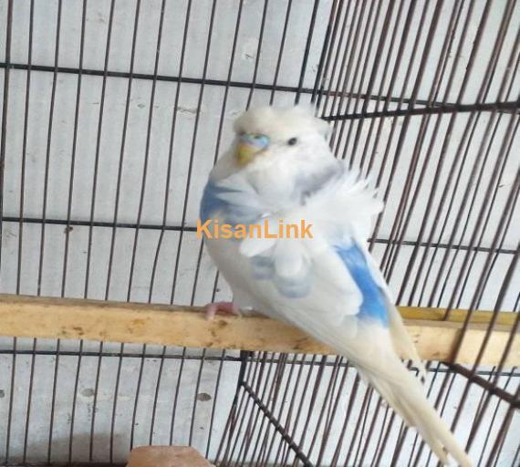 Parrot For Sale