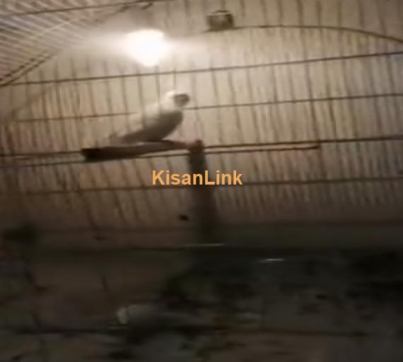 Parrot For Sale