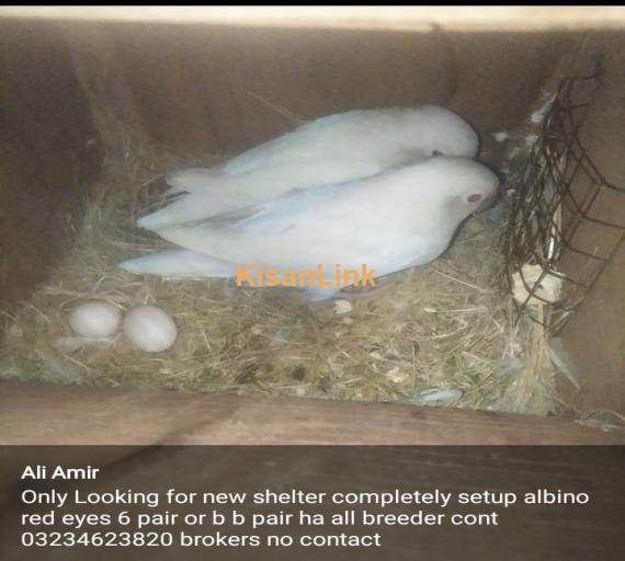 Parrot For Sale