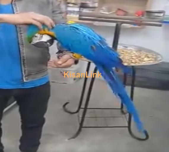 Parrot For Sale