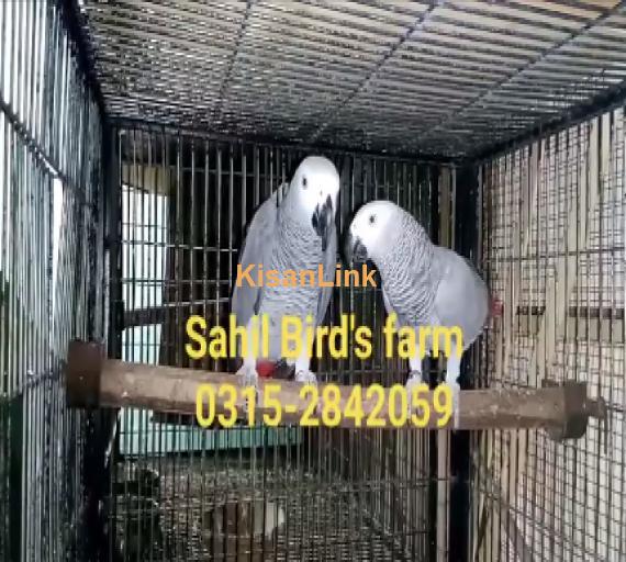 Parrot For Sale