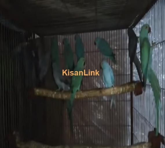 Parrot For Sale