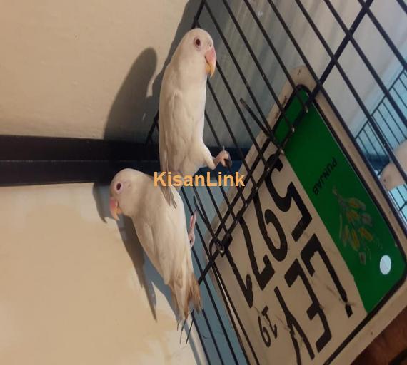 Parrot For Sale