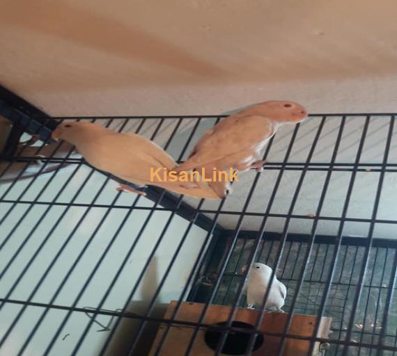 Parrot For Sale