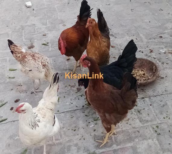 Hens ( Desi ) For Sale