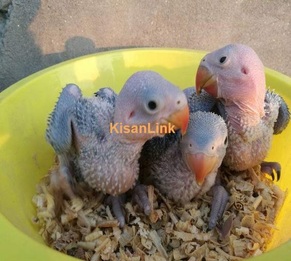 Parrot For Sale