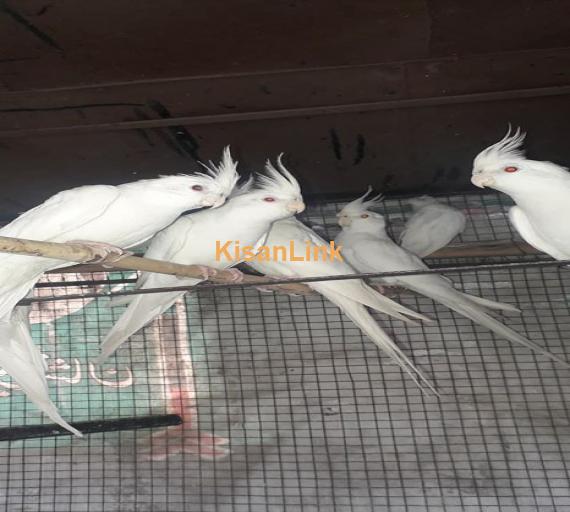 Parrot For Sale