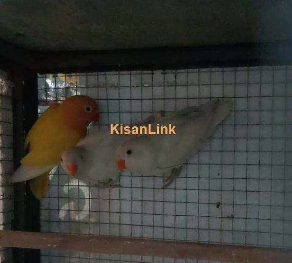 Parrot For Sale