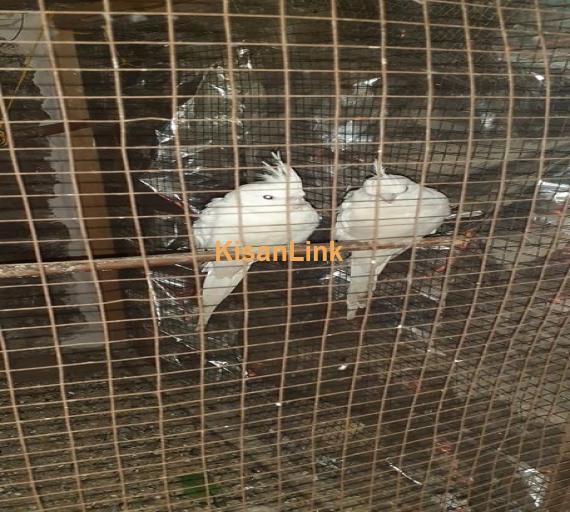 Parrot For Sale