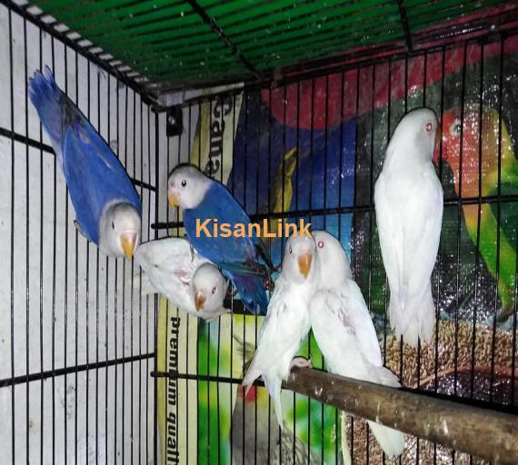 Parrot For Sale