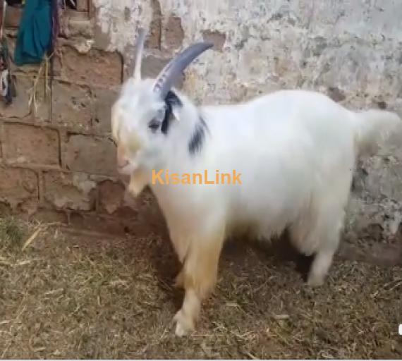 Sheep For Sale