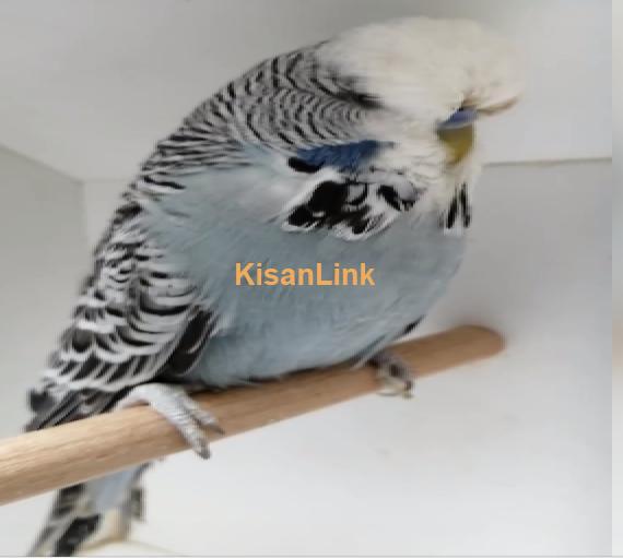 Parrot For Sale