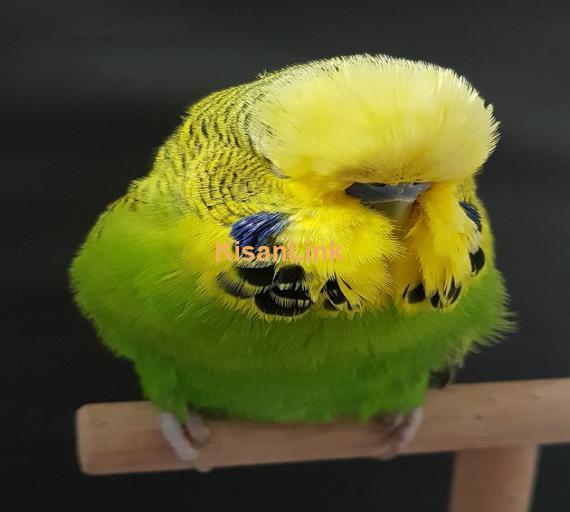 Parrot For Sale