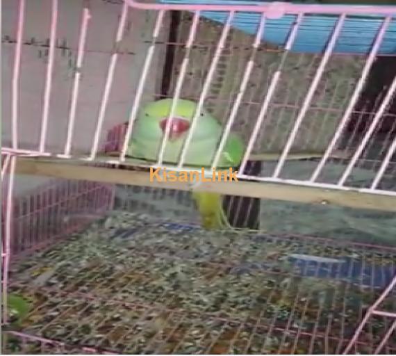 Parrot For Sale