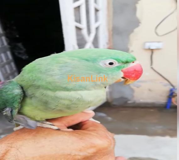 Parrot For Sale