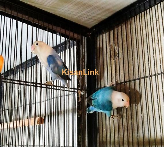 Parrot For Sale