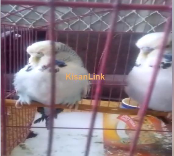 Parrot For Sale