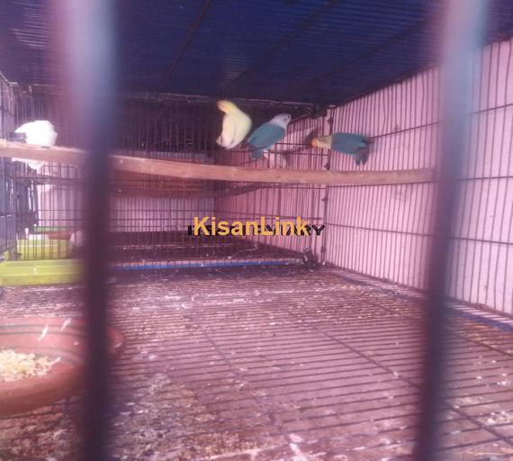 Parrot For Sale