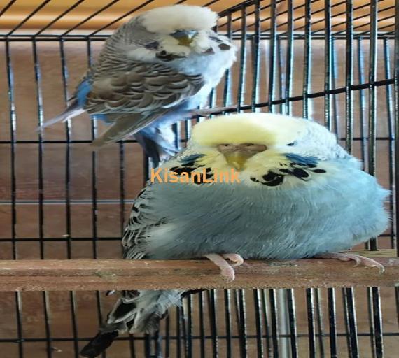 Parrot For Sale