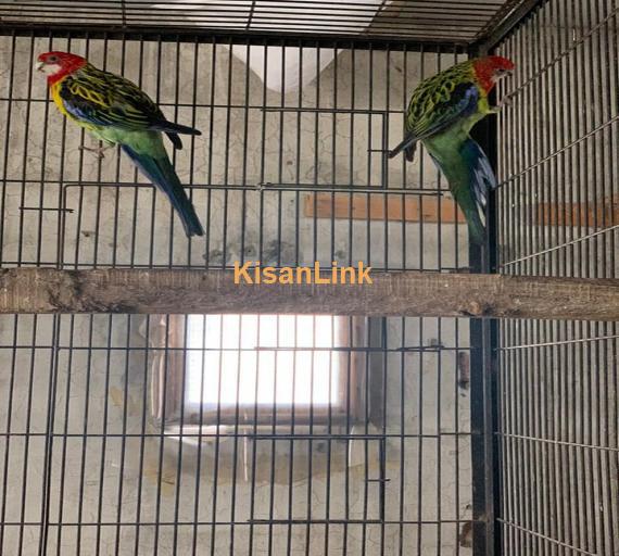 Parrot For Sale