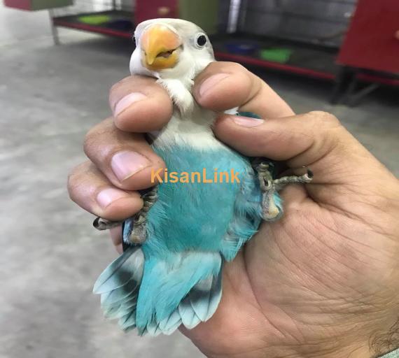 Parrot For Sale