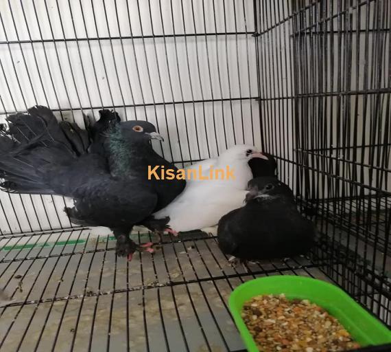 Pigeons For Sale