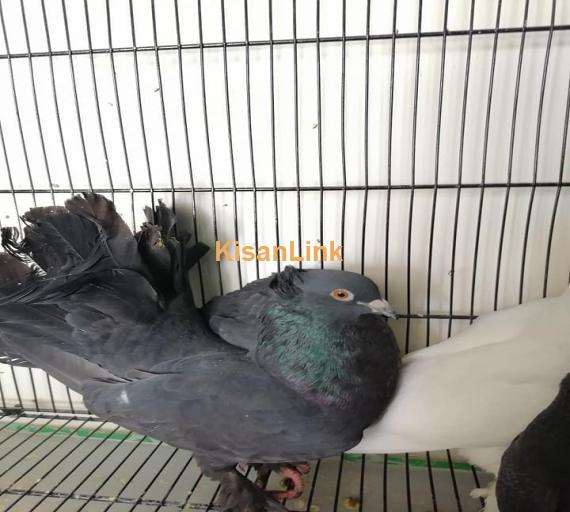 Pigeons For Sale
