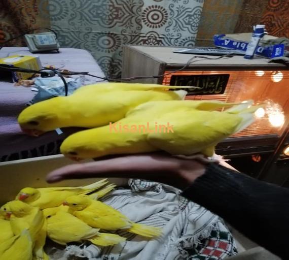 Parrot For Sale