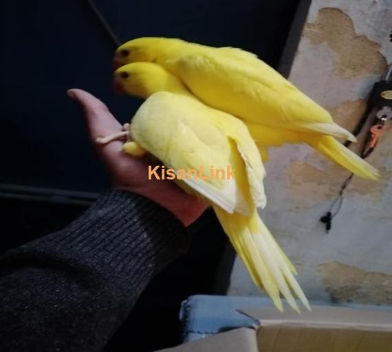 Parrot For Sale