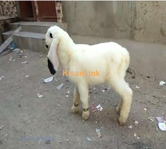 Goat For Sale