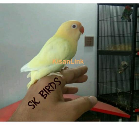 Parrot For Sale