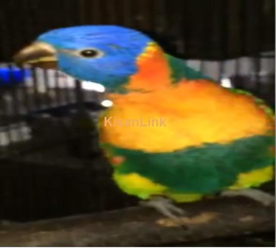 Parrot For Sale