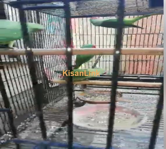 Parrot For Sale