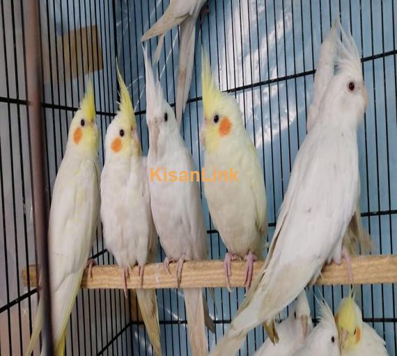 Parrot For Sale