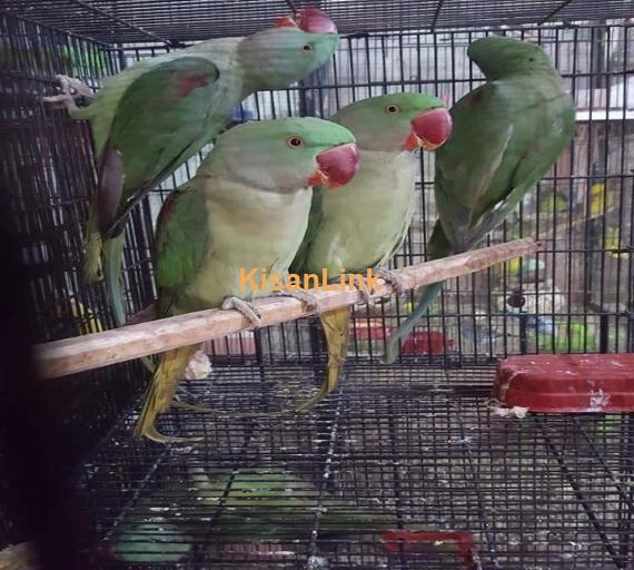 Parrot For Sale