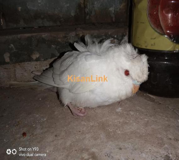 Parrot For Sale