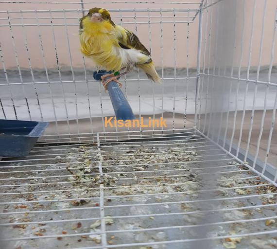 Parrot For Sale